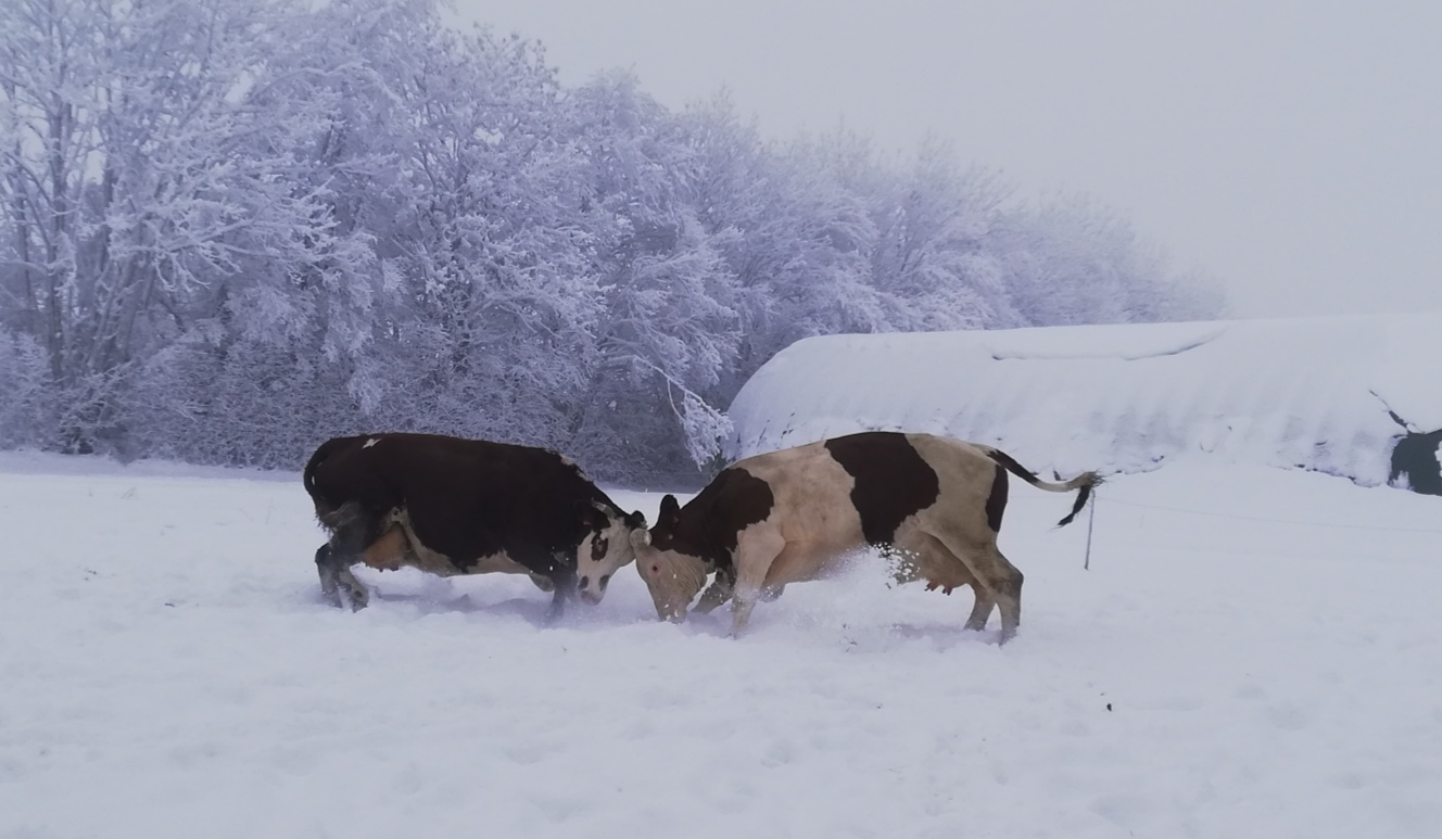 Troupeau GAEC Normand